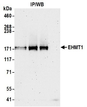Rabbit EHMT1 Antibody