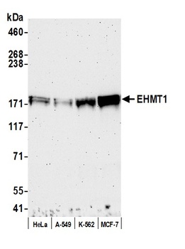 Rabbit EHMT1 Antibody