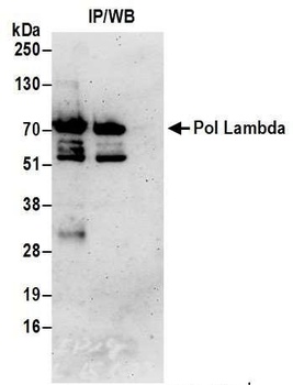 Rabbit Pol Lambda Antibody