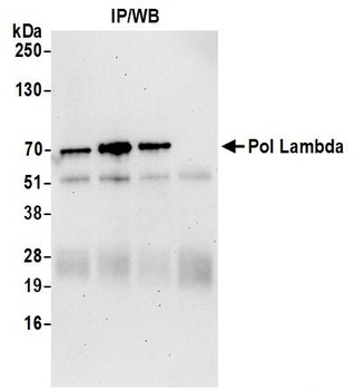 Rabbit Pol Lambda Antibody
