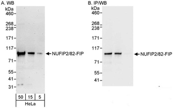 Rabbit NUFIP2/82-FIP Antibody