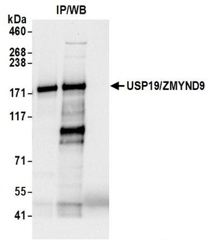Rabbit USP19/ZMYND9 Antibody