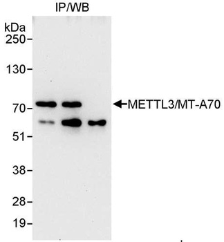 Rabbit METTL3/MT-A70 Antibody