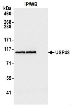 Rabbit USP48 Antibody
