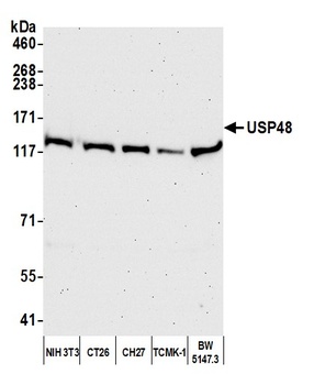 Rabbit USP48 Antibody