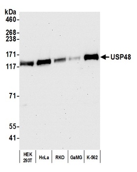 Rabbit USP48 Antibody