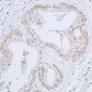Rabbit CDC20 Antibody