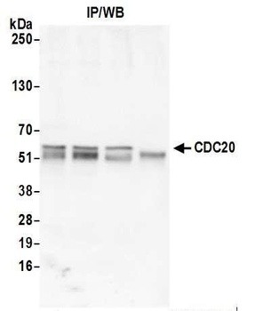 Rabbit CDC20 Antibody