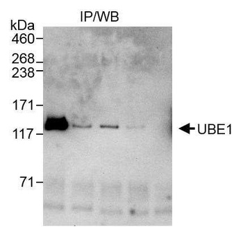 Rabbit UBE1 Antibody
