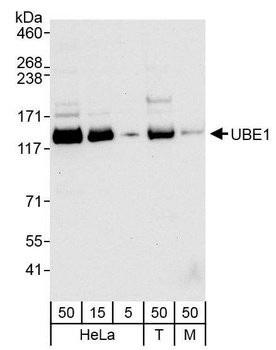 Rabbit UBE1 Antibody