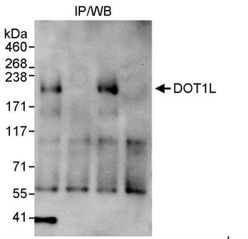 Rabbit DOT1L Antibody
