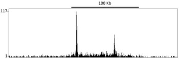 Rabbit DOT1L Antibody