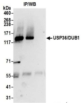 Rabbit USP36/DUB1 Antibody