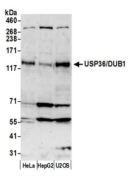 Rabbit USP36/DUB1 Antibody