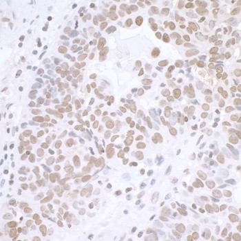 Rabbit BCAS2 Antibody