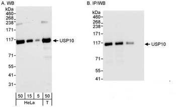 Rabbit USP10 Antibody