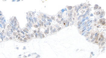 Rabbit USP10 Antibody