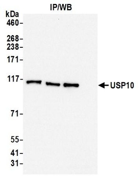 Rabbit USP10 Antibody