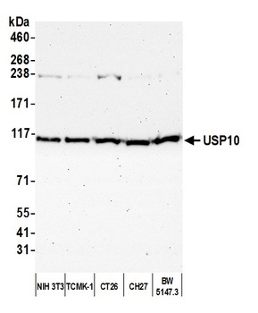 Rabbit USP10 Antibody