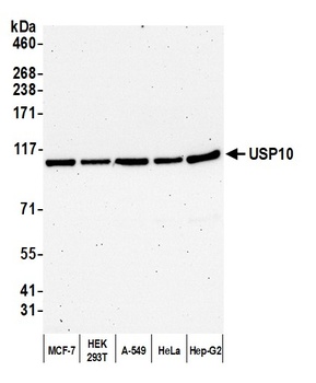 Rabbit USP10 Antibody