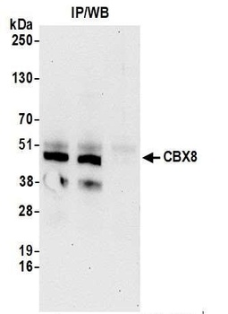 Rabbit CBX8 Antibody