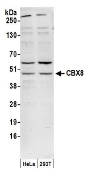 Rabbit CBX8 Antibody