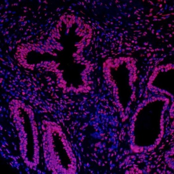 Rabbit Histone H3 Antibody
