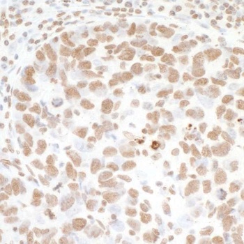 Rabbit Histone H3 Antibody