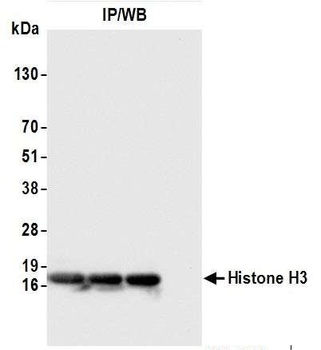 Rabbit Histone H3 Antibody