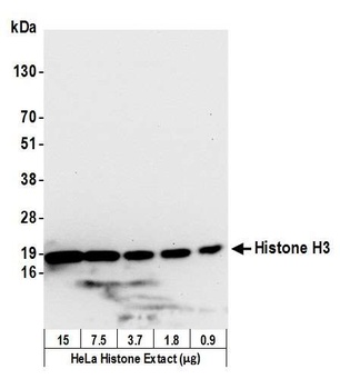 Rabbit Histone H3 Antibody
