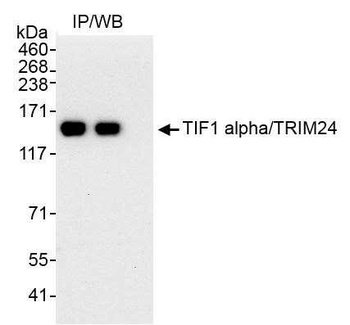 Rabbit TIF1 Alpha/TRIM24 Antibody