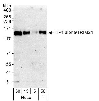 Rabbit TIF1 Alpha/TRIM24 Antibody