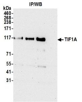 Rabbit TIF1 Alpha/TRIM24 Antibody