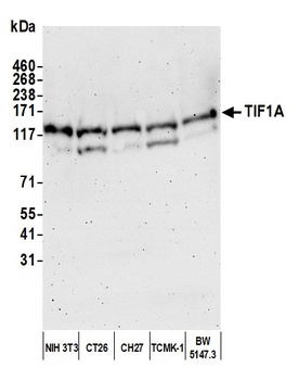 Rabbit TIF1 Alpha/TRIM24 Antibody