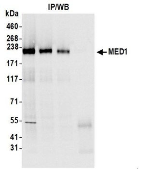Rabbit MED1 Antibody