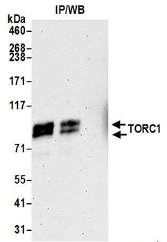 Rabbit TORC1 Antibody