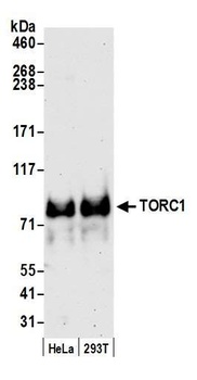 Rabbit TORC1 Antibody