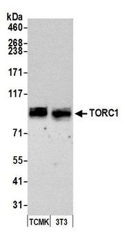 Rabbit TORC1 Antibody
