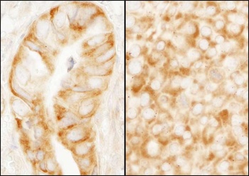 Rabbit rpL7a/SURF3 Antibody