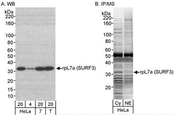 Rabbit rpL7a/SURF3 Antibody