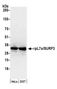 Rabbit rpL7a/SURF3 Antibody