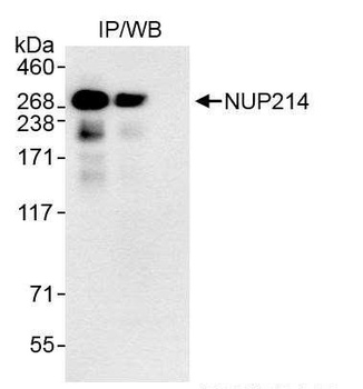 Rabbit NUP214 Antibody