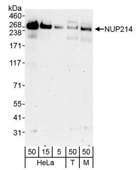 Rabbit NUP214 Antibody