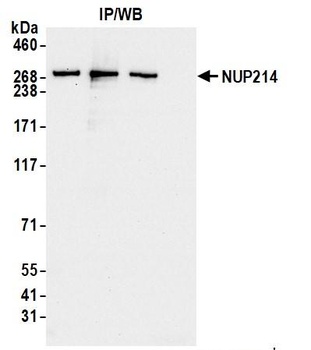 Rabbit NUP214 Antibody
