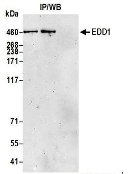 Rabbit EDD1 Antibody