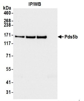 Rabbit Pds5B Antibody