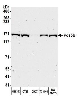Rabbit Pds5B Antibody