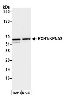 Rabbit RCH1/KPNA2 Antibody