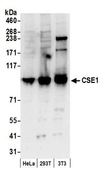 Rabbit CSE1 Antibody