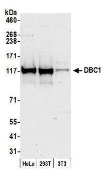 Rabbit DBC1/p30 DBC Antibody